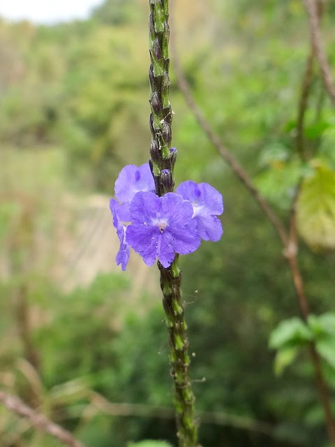 新化國家植物園/無限台南