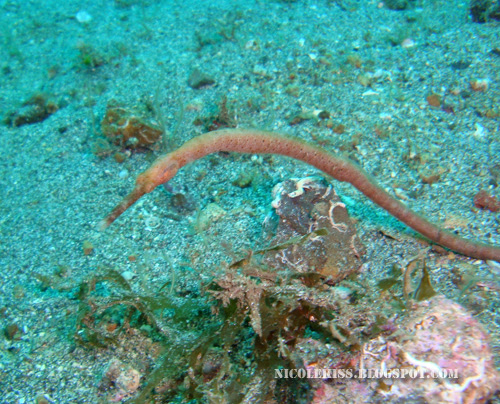 fish worm