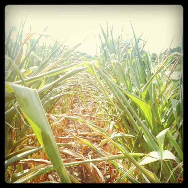 Washington island corn