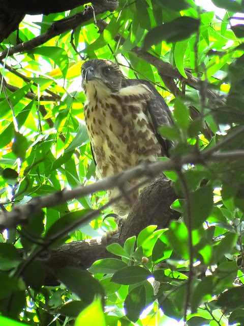 鳳頭蒼鷹/無限台南