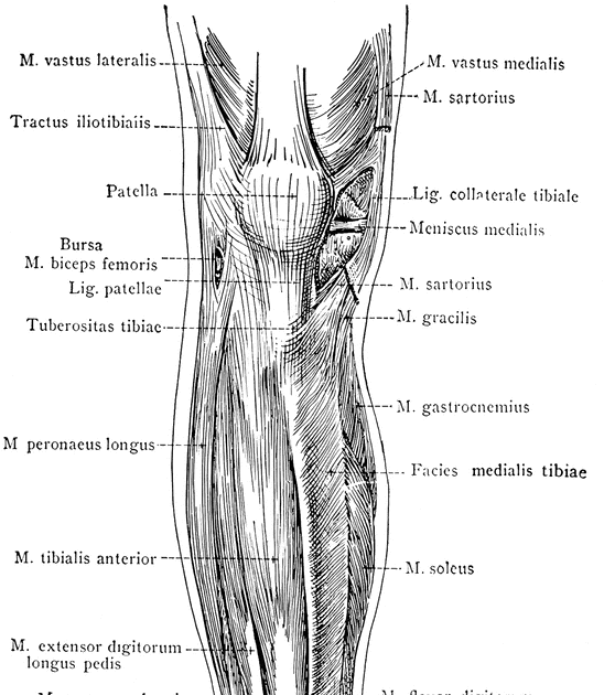 Leg Muscle Diagram Labeled / Pin by donia moharam on Anatomy | Leg