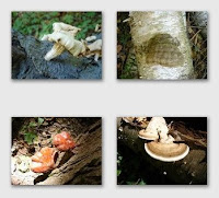 Fungi at Presqu'ile Park