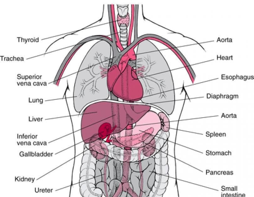 Body Parts Diagram - My Body Human Body Parts Diagram Stock Vector
