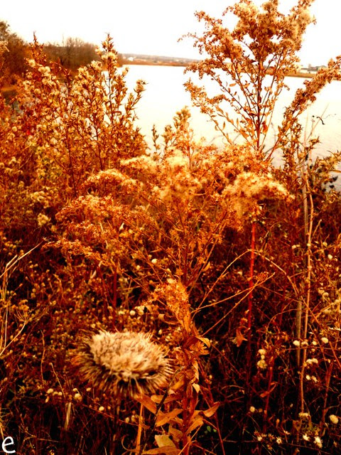 Neature 2
