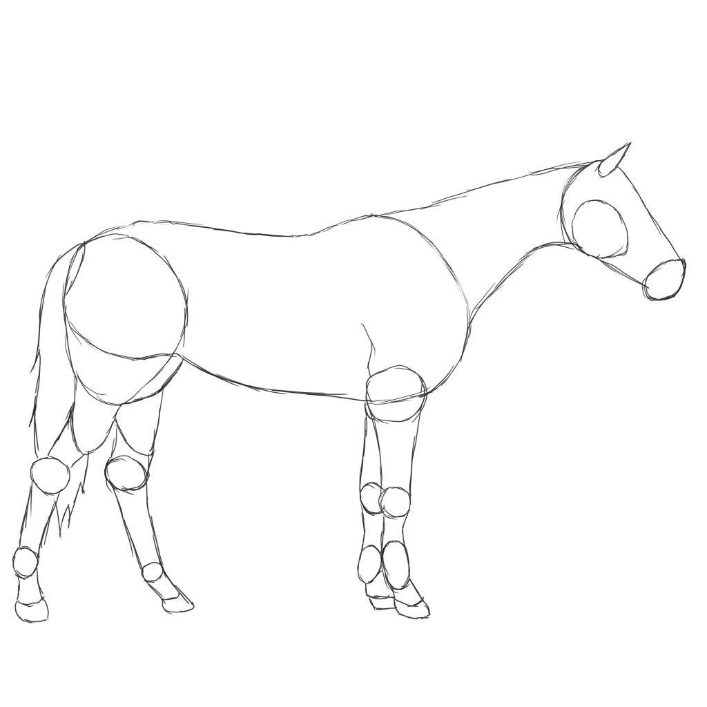 Лошадь Пржевальского рисунок для детей