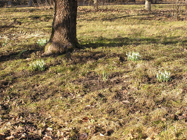 Galanthus