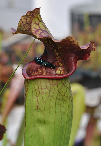 Sarracenia x "Gin Goblin"
