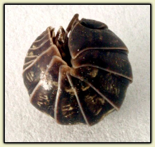 Pillbug