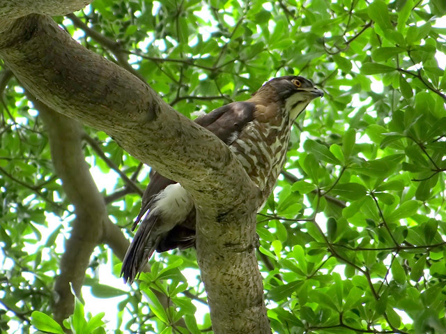 鳳頭蒼鷹/無限台南