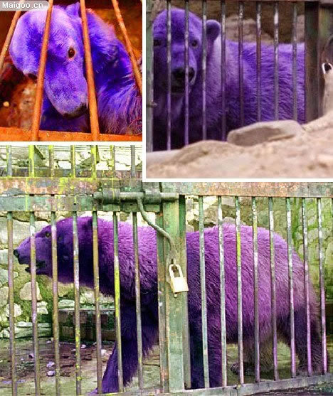 綺麗な紫色 の 動物 最高の動物画像