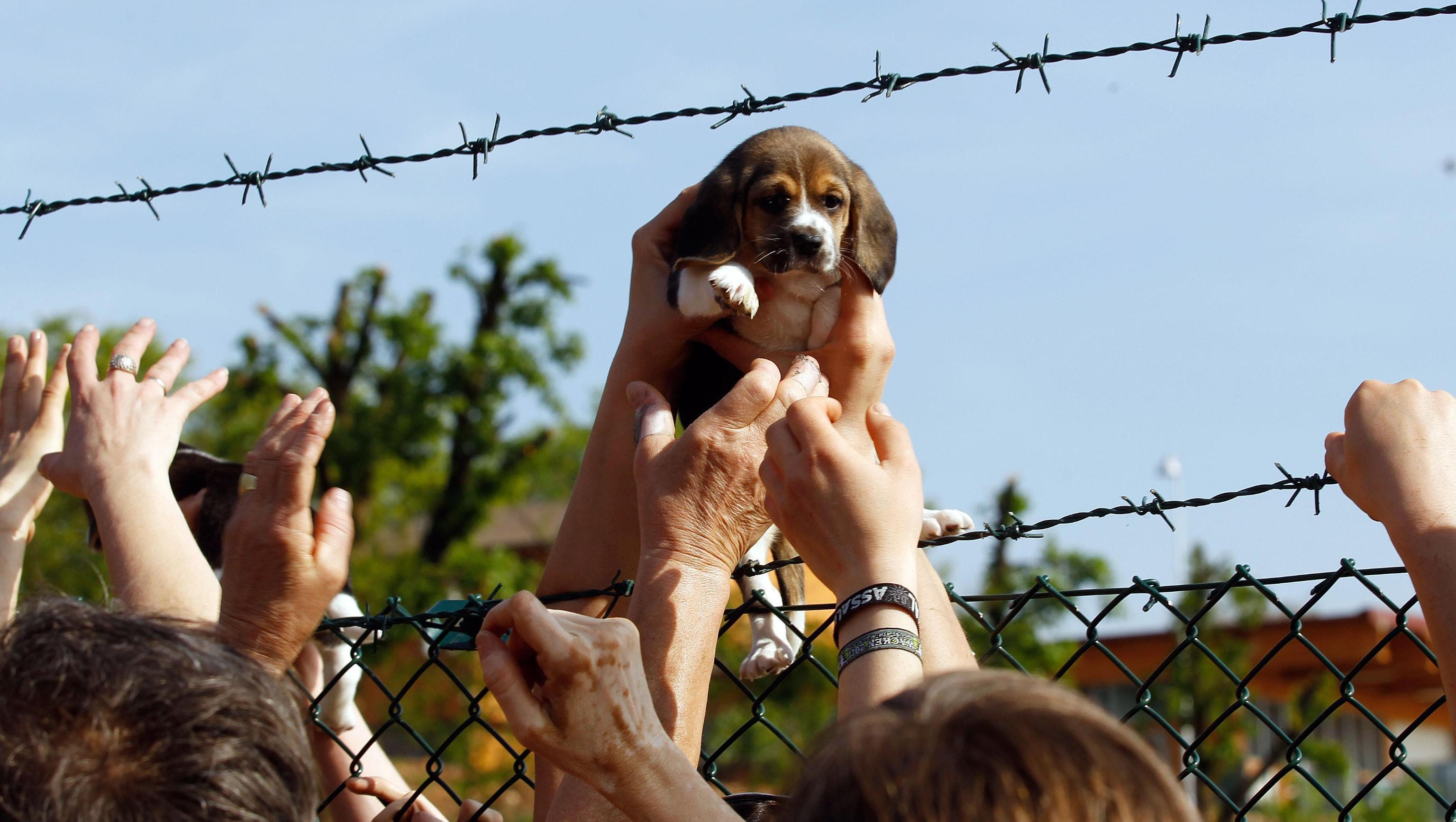 Gli animalisti mentre liberano un beagle dell'allevamento Green Hill Gli animalisti mentre liberano un beagle dell'allevamento Green Hill