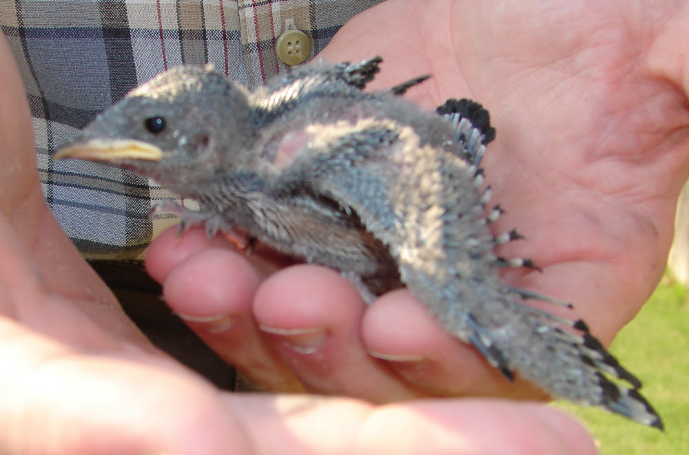 Fledge2