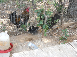 New Chicks 2012 Second Hatching