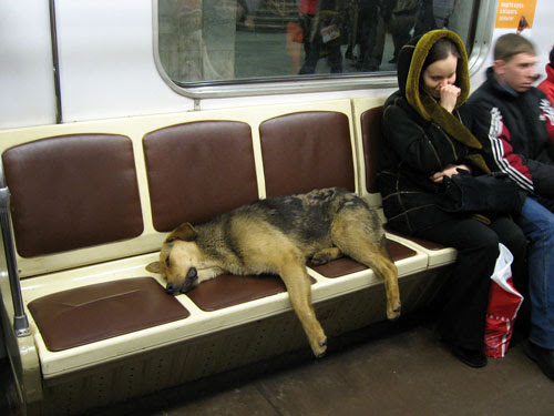 Dogs on Moscow Metro