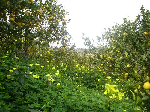 La huerta