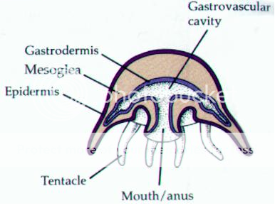 Coelenterata