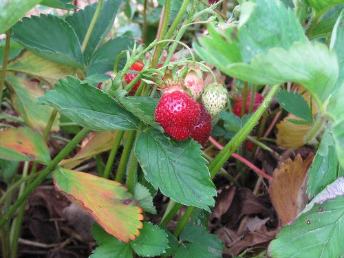 Strawberries by Eve Fox, Garden of Eating blog, copyright 2011