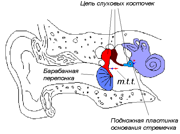 Как должна выглядеть барабанная перепонка ORAL & MAXILLO-FACIAL SURGERY: Middle Ear, Tympanic Membrane, Perforations