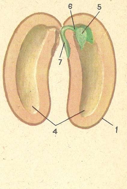Состав семени фасоли в сформированном зародыше. Зародышевойкорешок фасоли. Зародышевый корешок у фасоли. Зародыш и зародышевый корешок фасоли. Зародышевый корешок семени фасоли.