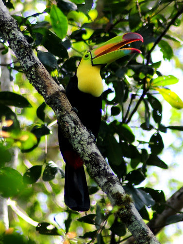 Keel Billed Toucan