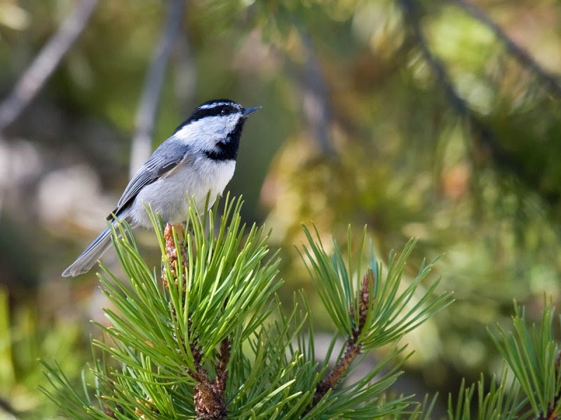 In the mountains... Mountain Chickadee - Pacific NW Birder