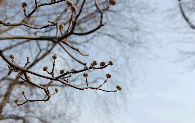 trees