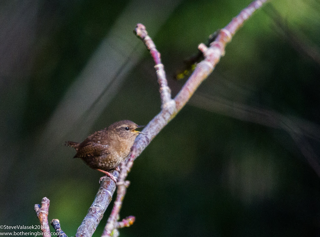 Pacific Wren