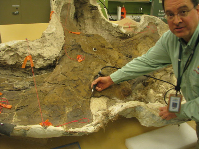Mark Sims with Triceratops skull in progress