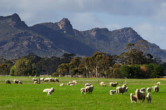 The Grampians, Victoria, Australia, sheep grazing IMG_6423_The_Grampians