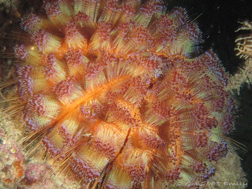 Fire urchin