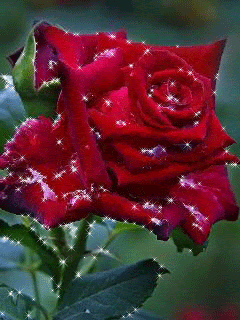 Чудесная роза