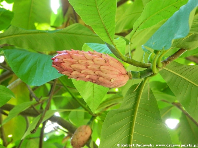 Magnolia parasolowata Magnolia parasolowata