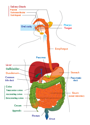 blank digestive system diagram kids | RYNAKIMLEY