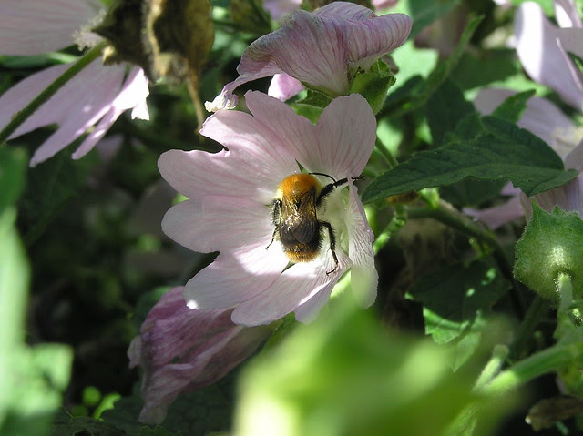 Bumblebee, Bombus pascuorum