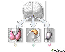 Illustration of hormone secretion from endocrine glands