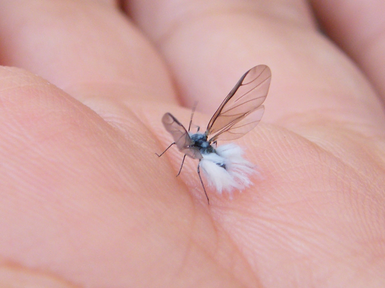 ゆきむし 白い 虫 飛ぶ ふわふわ 1315