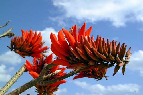 最高かつ最も包括的なデイゴ 花 すべての美しい花の画像