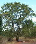 Pohon Walikukun Pohon Walikukun