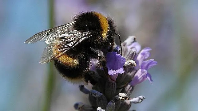Europa prohíbe tres pesticidas que matan a las abejas