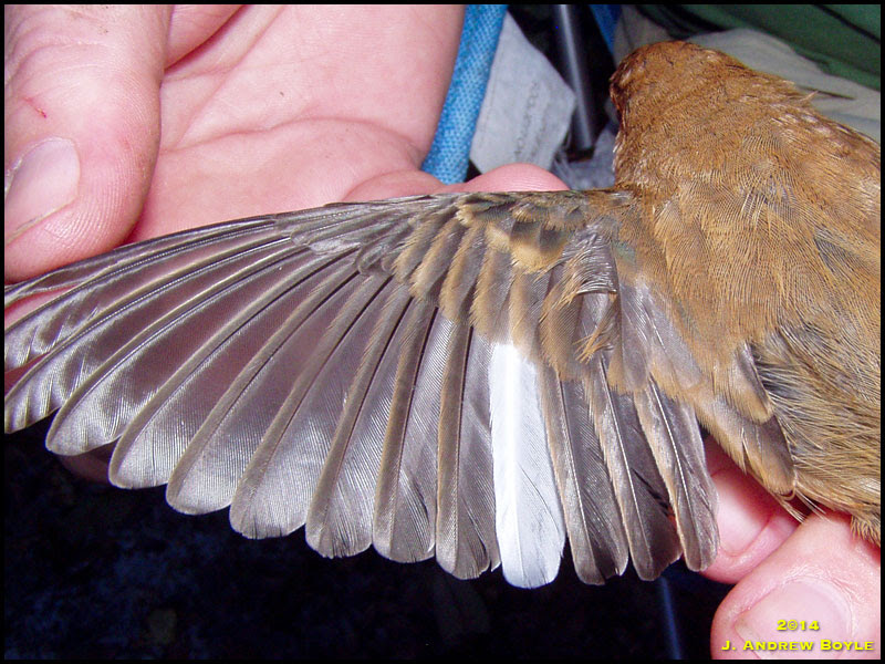 Indigo Bunting Indigo Bunting