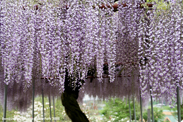 フジ/紫藤/wisteria