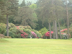 Beautiful garden, Ireland