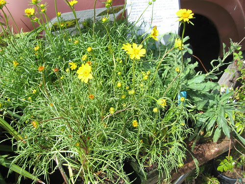 Coreopsis stillmanii "Golden Fleece"