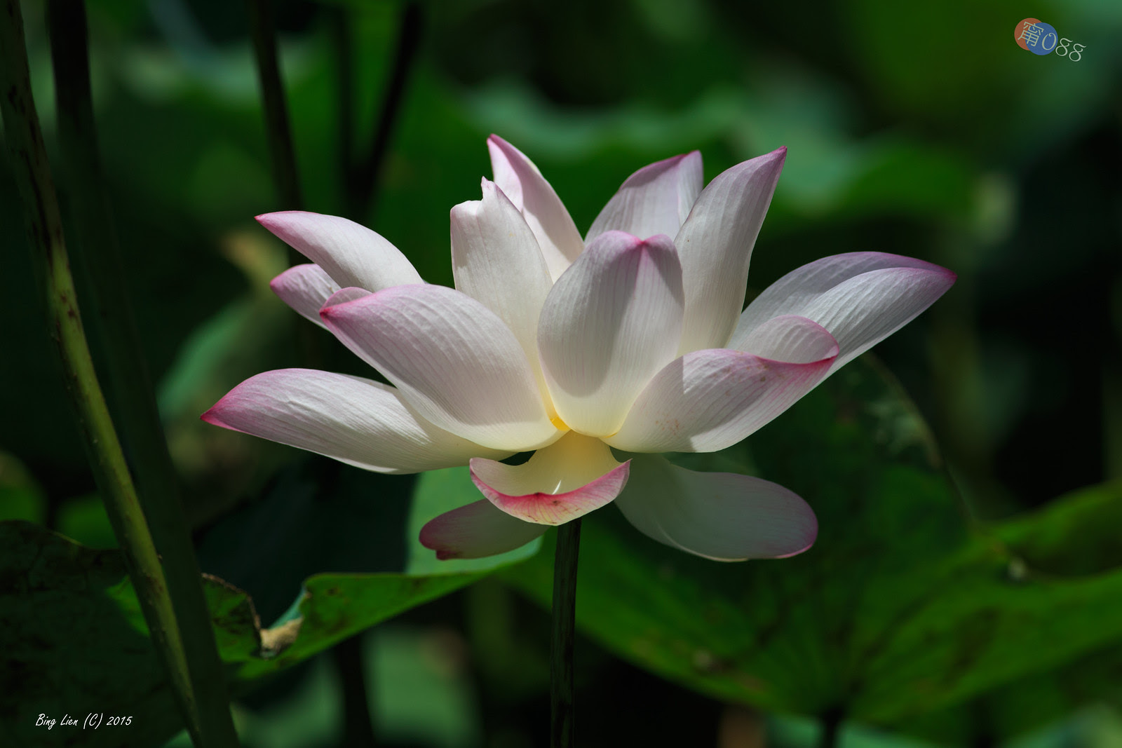 WATER_BING2782_LR