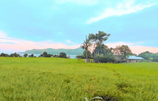 Pemandangan persawahan di Dintor Desa Satar Lenda Pemandangan persawahan di Dintor Desa Satar Lenda