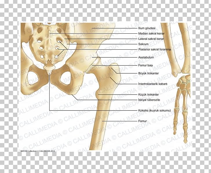 Pelvic Anatomy Posterior - Three Dimensional Posterior View Of The