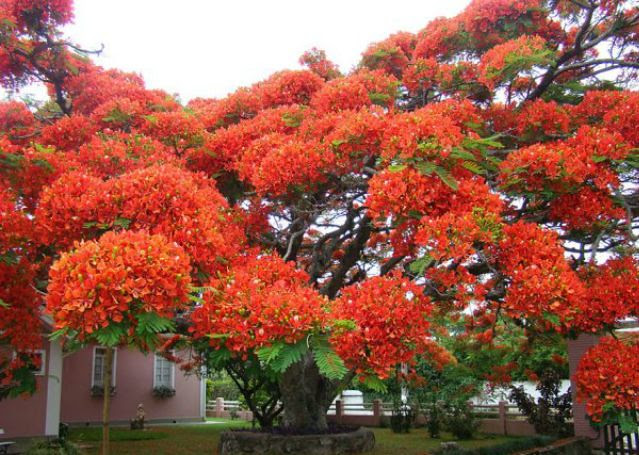 1_amazing-trees-10.jpg