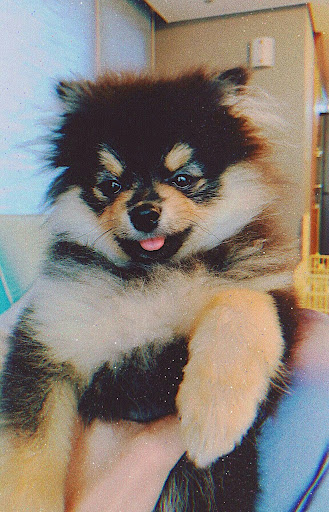 Puppy Yeontan Wallpaper - Pets Lovers