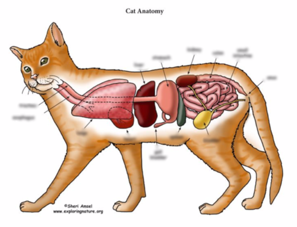 Anatomy Of A Cat