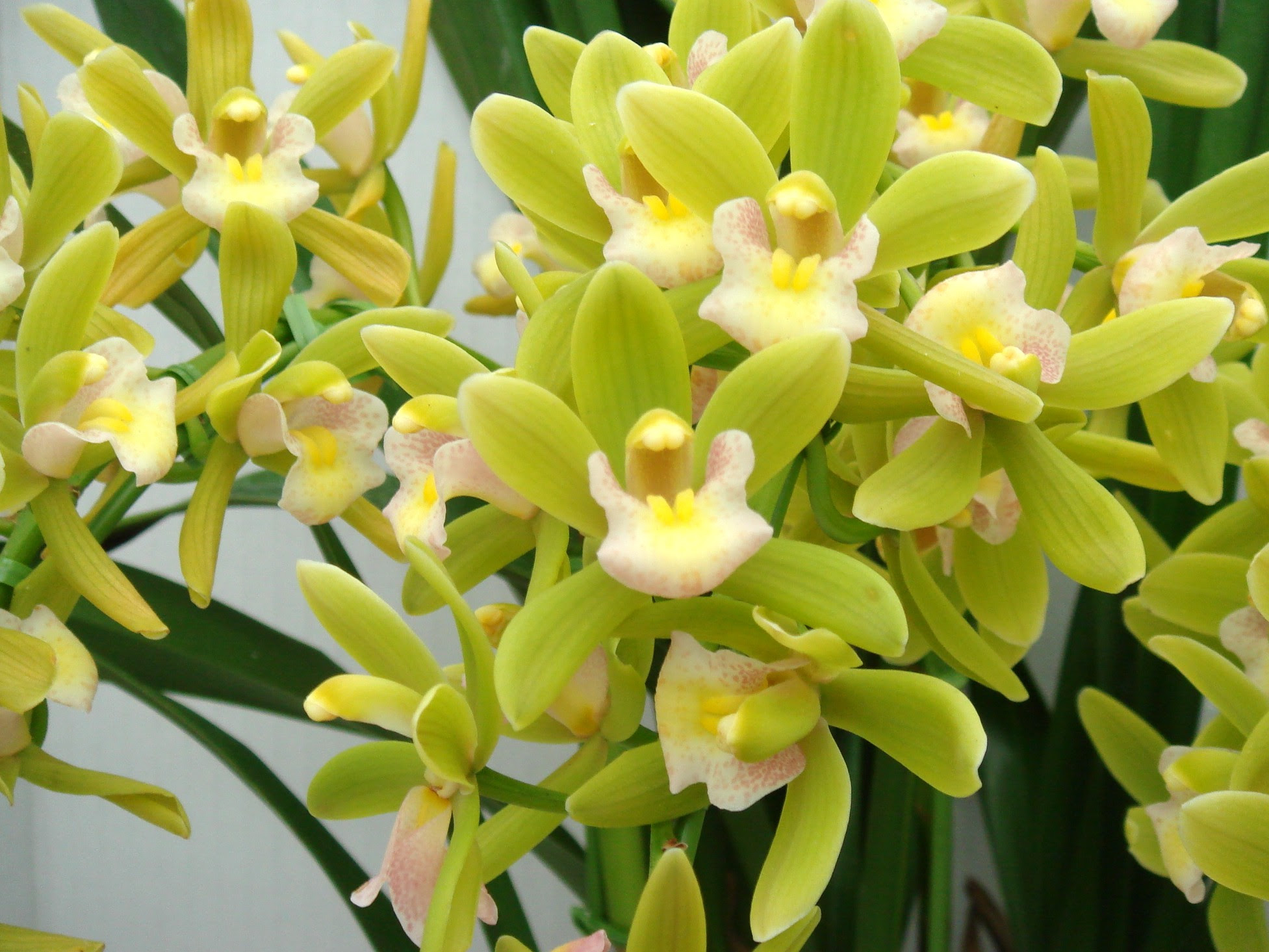 Hoa Phong Lan Vi T Vietnam Orchids Cymbidium